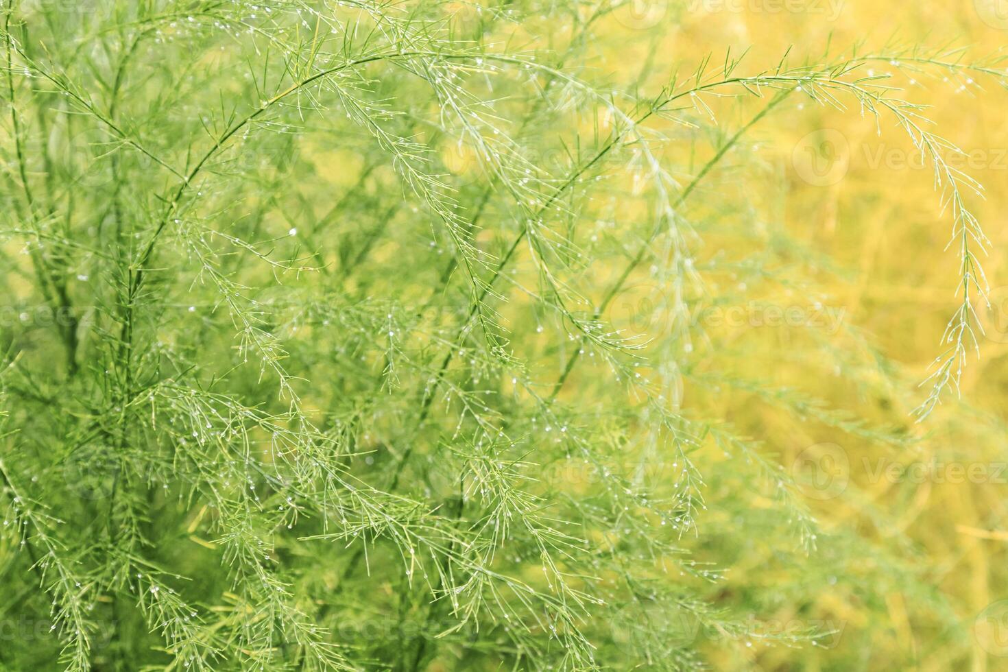 Lush Green plants asparagus or sparrow grass with shiny on sun raindrops, abstract nature background, natural pattern, decorative green yellow grass texture, summer rainy day, color gradient photo
