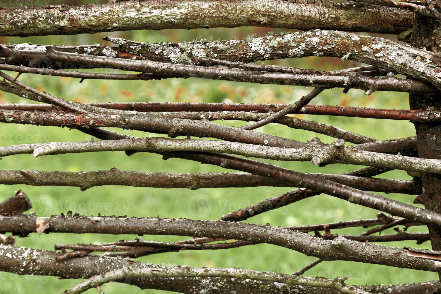 Old wicker fence covered mosh, woven wooden branches on green blurred background. Natural pattern from braided birch branches, rural countryside handmade fence, abstract nature striped texture photo