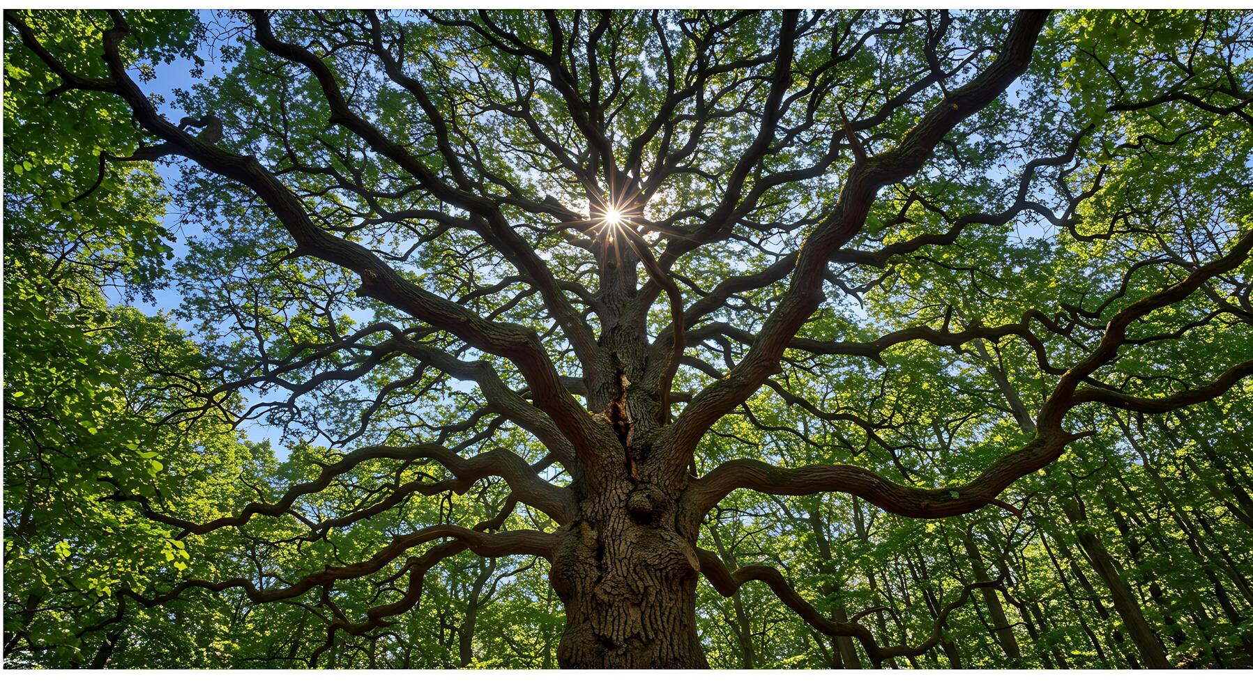 Majestic Tree Canopy Bathed in Sunlight Creates a Serene Forest Atmosphere Displaying Natures Interc photo