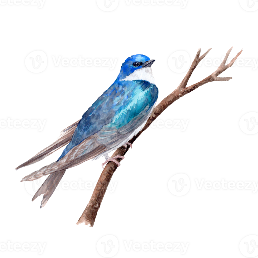 Hand drawn little blue birdie sitting on the branch isolated from background png