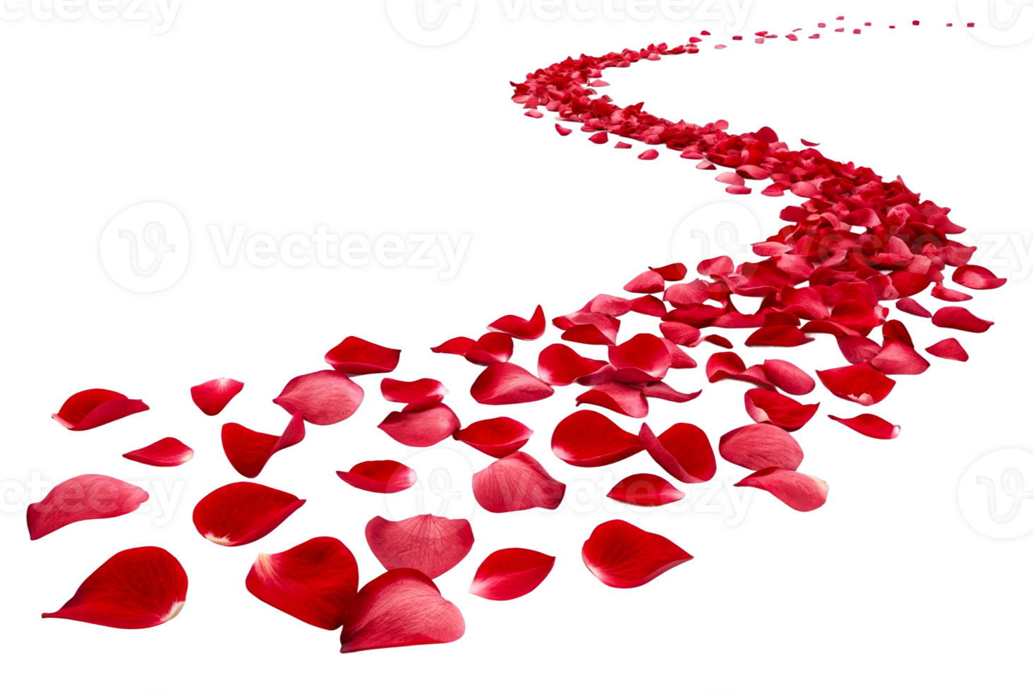 Red rose petals create a winding path across a white background for a romantic setting png