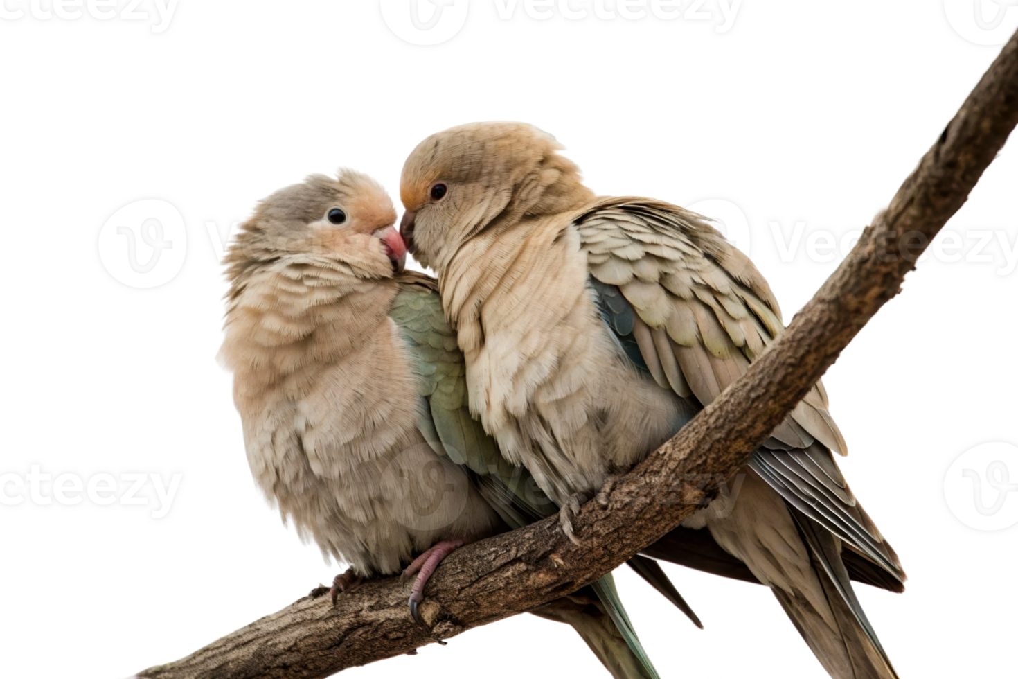 Three birds perched on a branch interacting with each other in a calm outdoor setting png