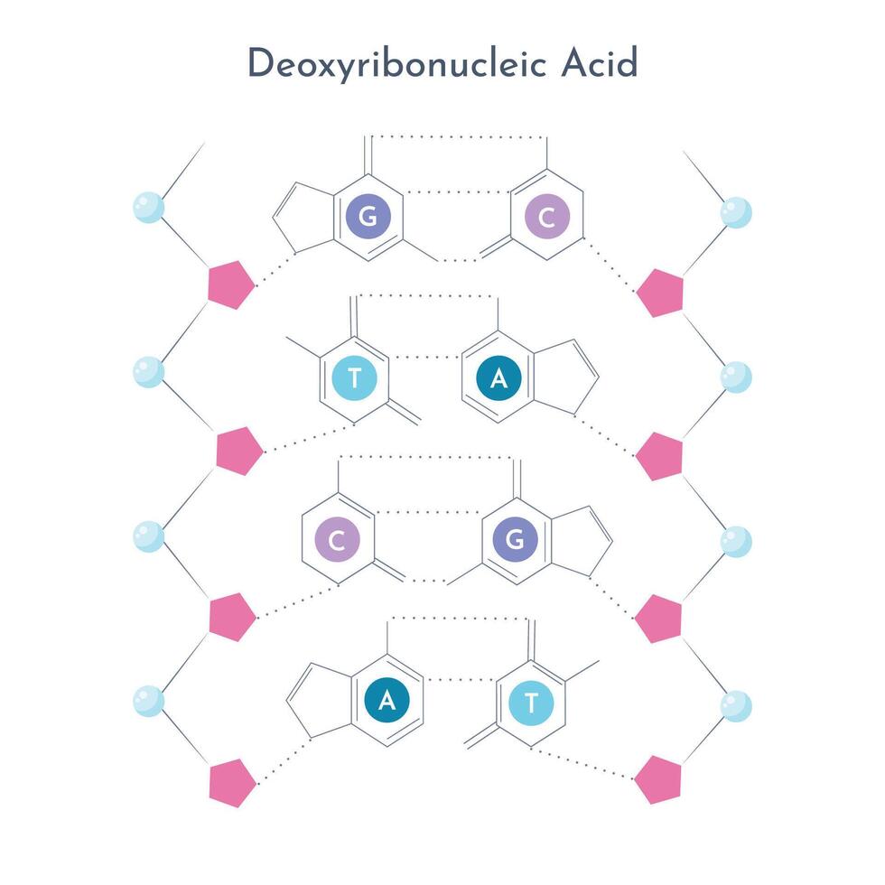 Chemical structure of DNA nucleotides and phosphate sugar backbone vector