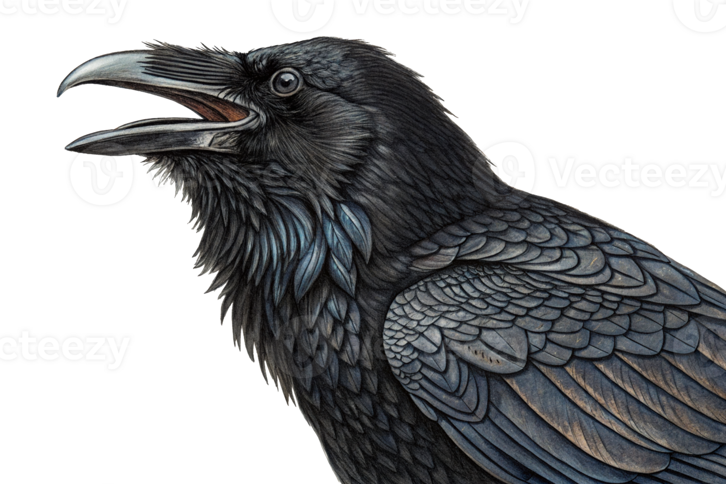 Details of a raven showing feathers and beak while vocalizing in a natural setting png