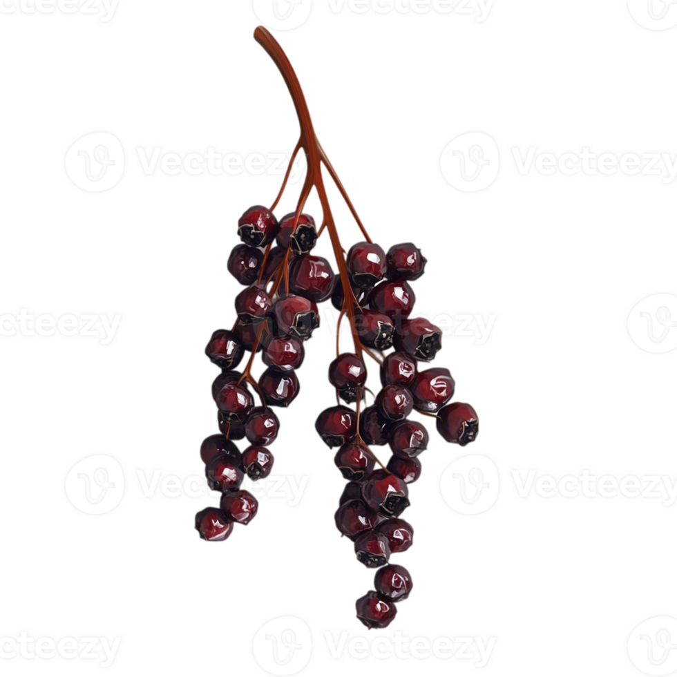 Dark Red Berries Branch Autumn Nature fall food isolated on transparent background png