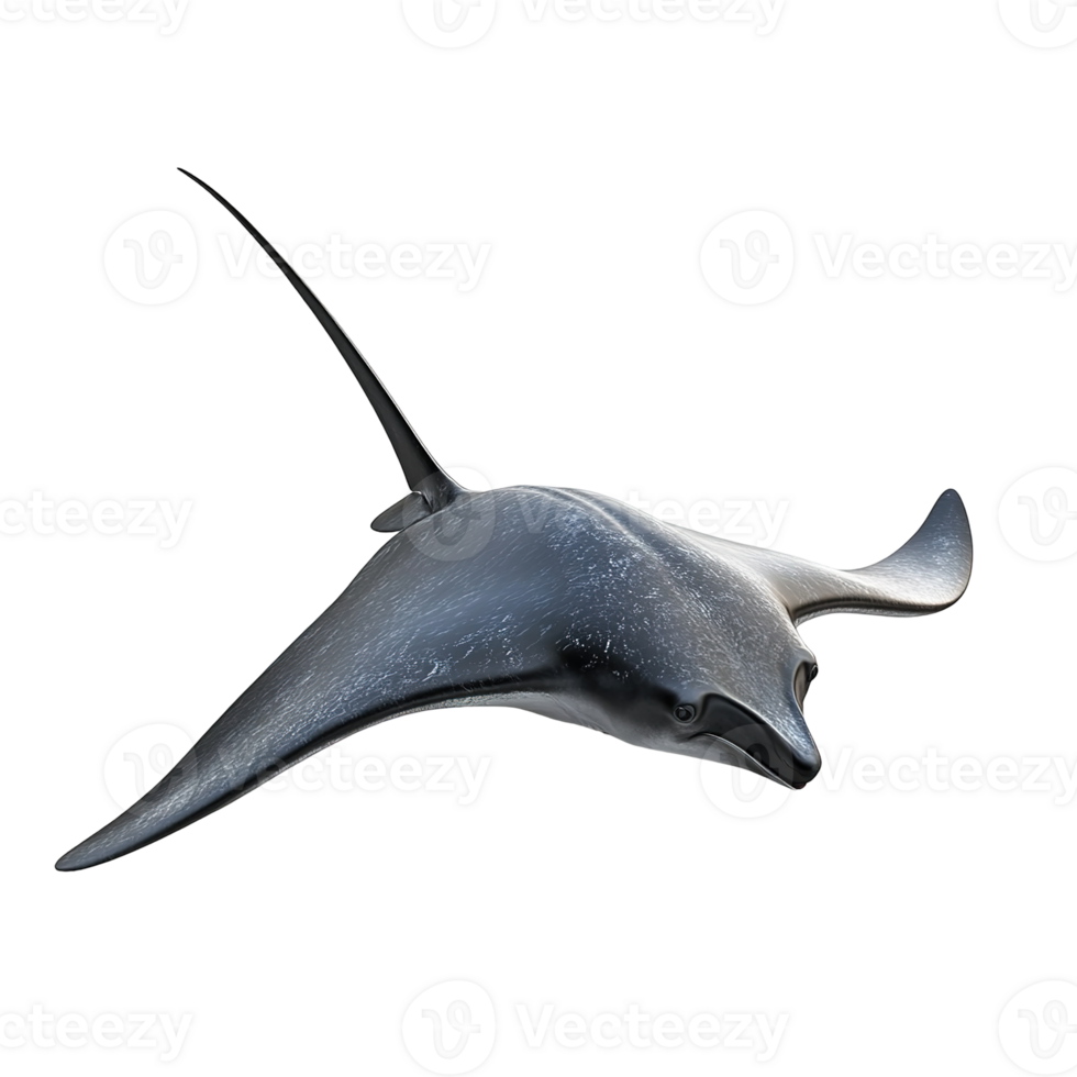A Metallic Gray Stingray Swims In Darkness Isolated on Transparent Background. png