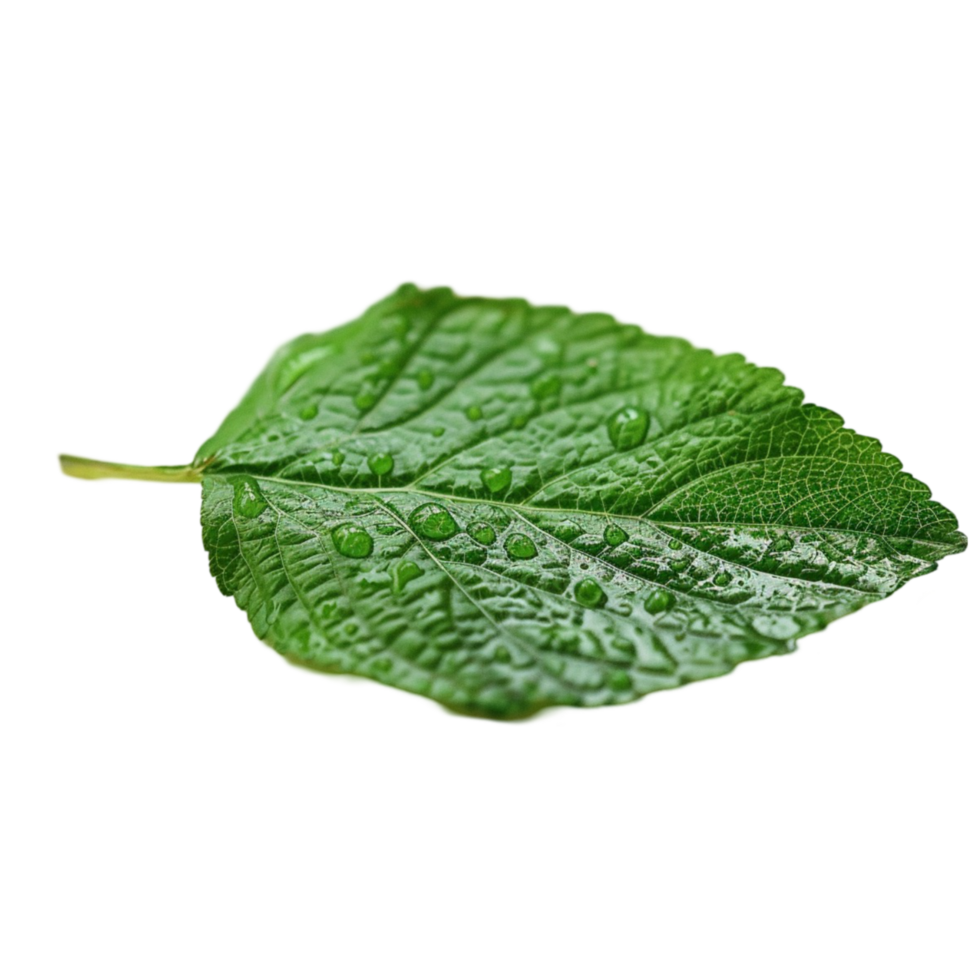 Detailed Green Leaf with Water Droplets png