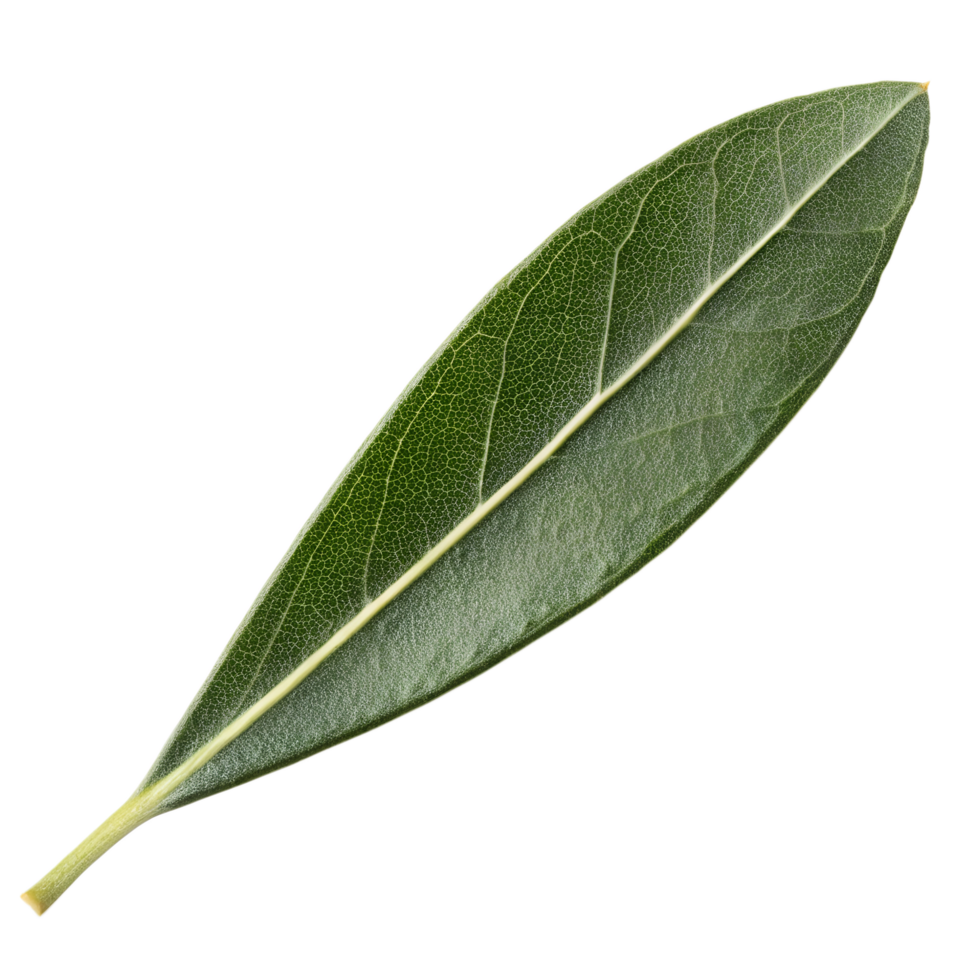 fresh single green leaf png