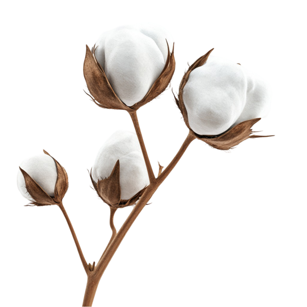 Dried Cotton Plant Branch Transparent Background png