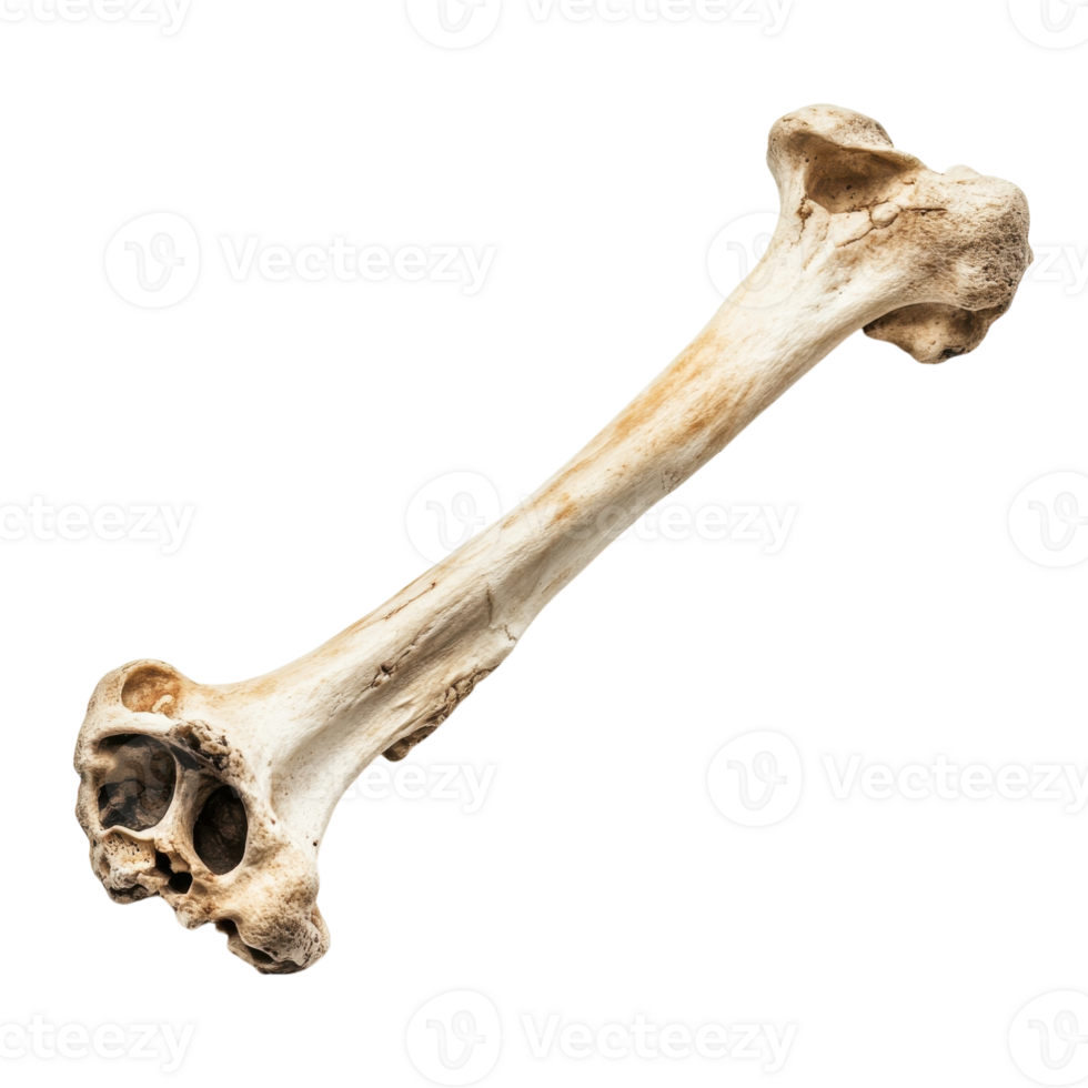 Isolated Bone Medical Image on transparent background. png