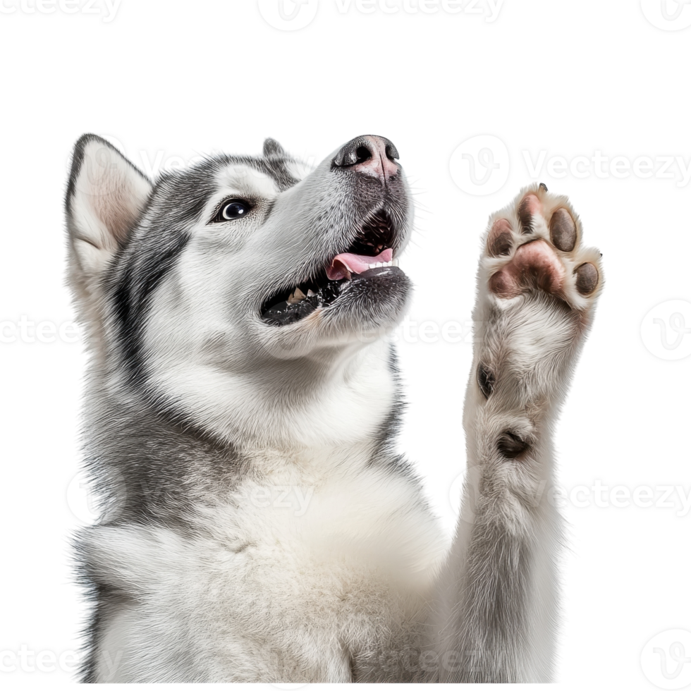 Adorable Husky Retriever Paw on transparent background. png