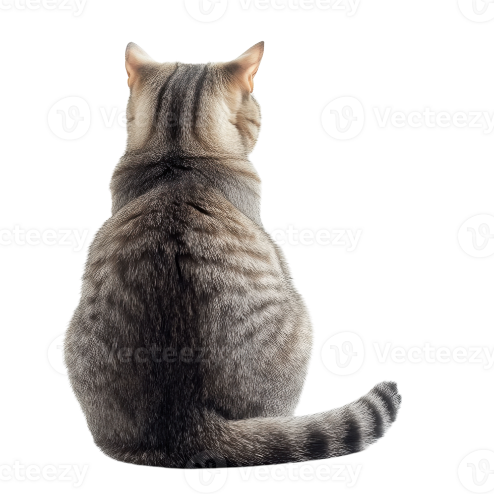 Cat Sitting Rear View Image on transparent background. png