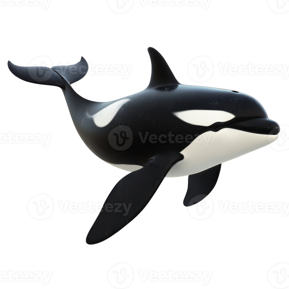Orca Whale Ocean Dive Action on transparent background. png