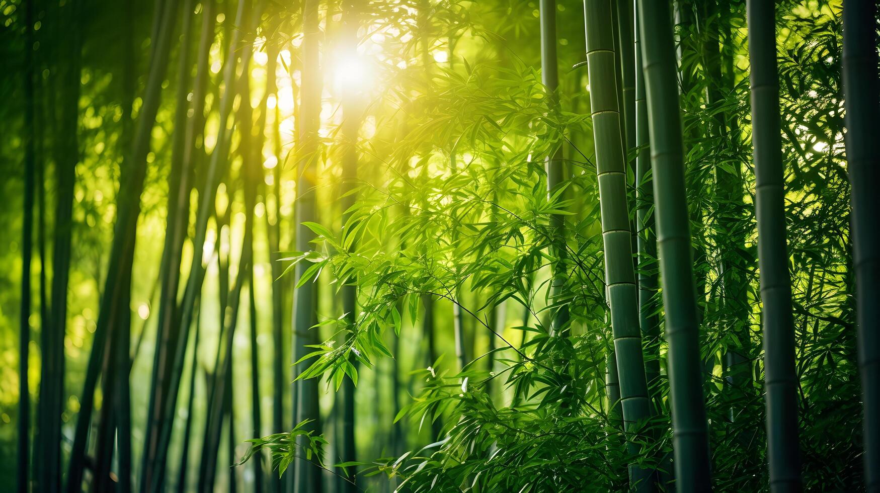 Sunlight filtering through a dense bamboo forest nature scene tranquil environment close-up view serene atmosphere photo