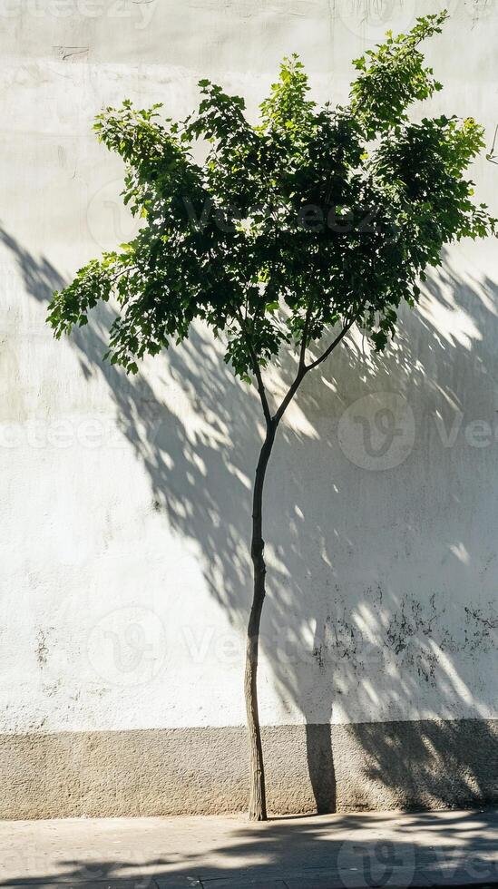 A solitary tree casts a shadow on a sunlit urban wall, highlighting the contrast between nature and minimalist architecture. photo