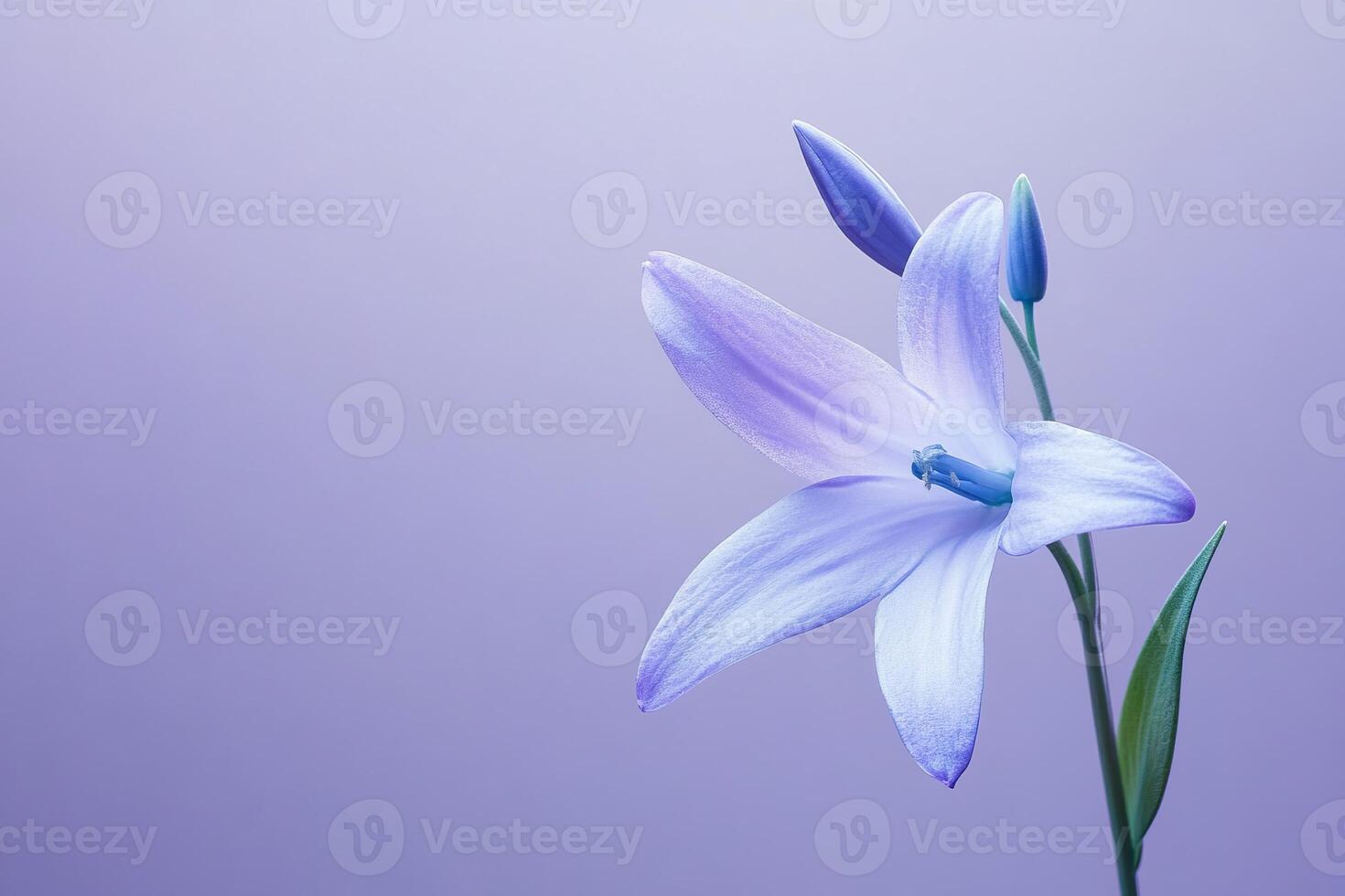 Close-up of a purple lily against a soft gradient background, showcasing elegance and simplicity in nature. photo