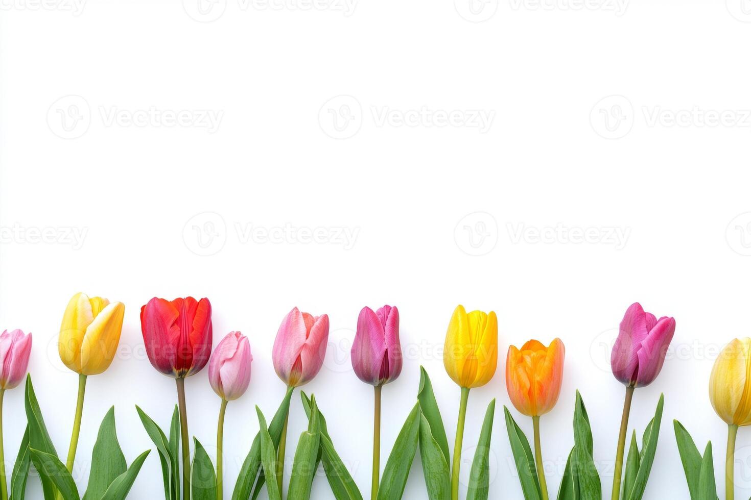 Colorful Tulips Arrangement on White Background photo
