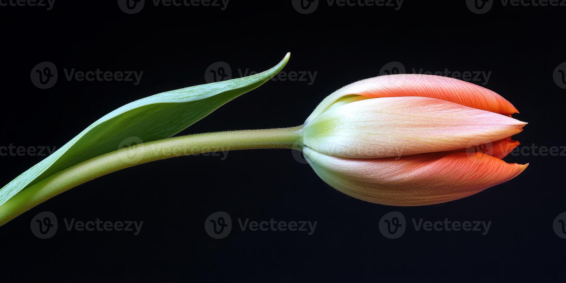 A detailed close-up of a tulip with vibrant colors against a dark background, showcasing its elegant form and natural beauty. photo