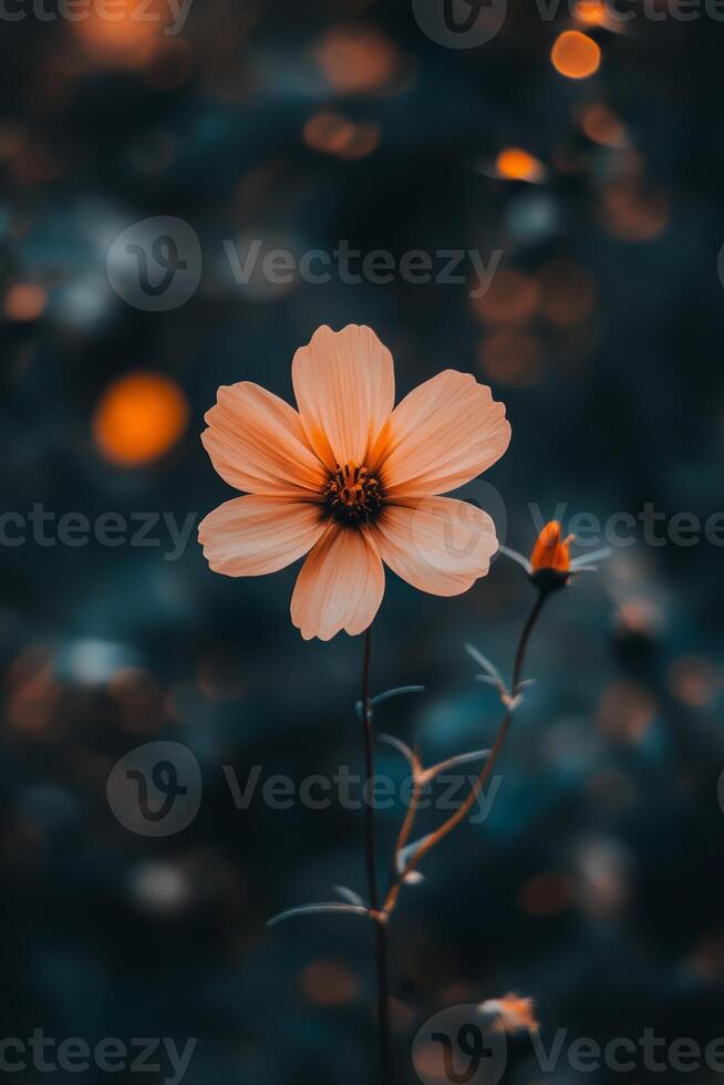 A vibrant orange flower in focus against a soft, blurred background with bokeh, capturing the essence of tranquility and natural beauty. photo