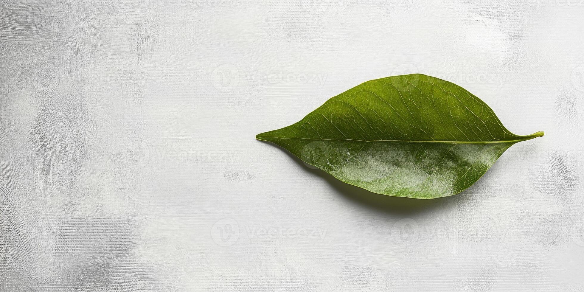 Single Green Leaf on White Textured Background, Nature Photography, Minimalist Botanical Image photo