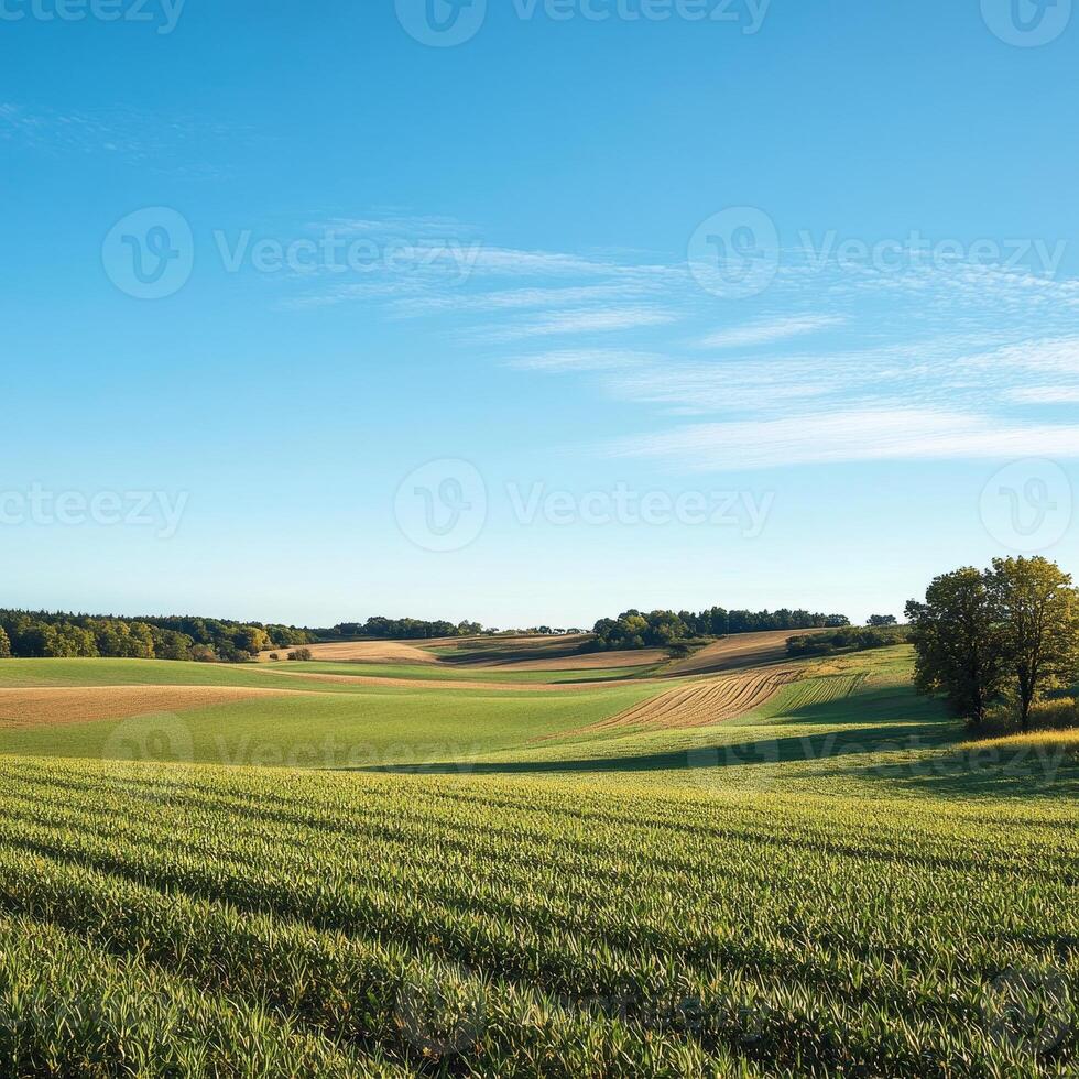 A large field of green grass with a blue sky in the background. The sky is clear and the sun is shining brightly photo