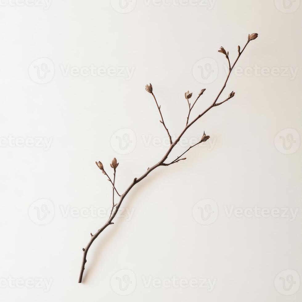 A single bare branch with budding tips set against a plain white background, showcasing minimalist beauty and natural elegance. photo