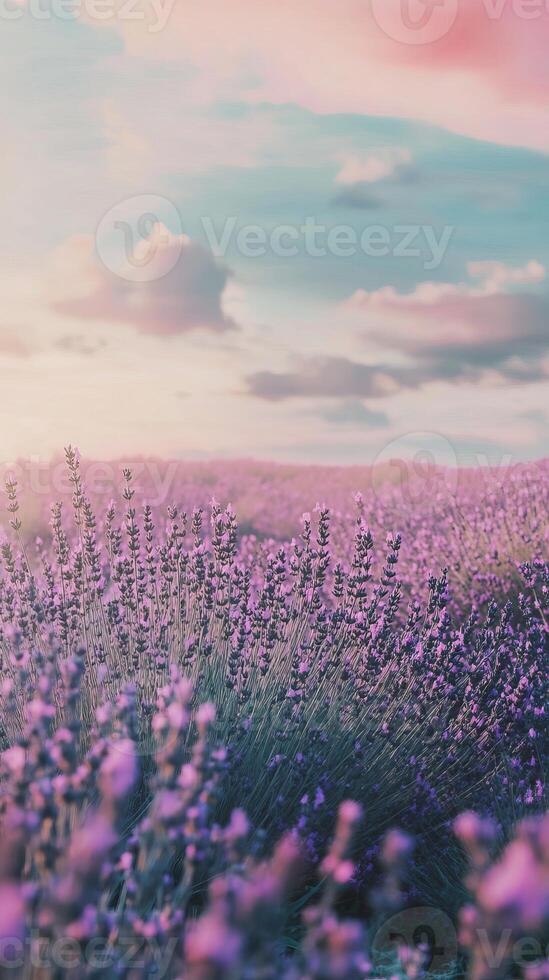 A breathtaking view of a lavender field under a colorful sunset sky, capturing the essence of tranquility and natural beauty. photo