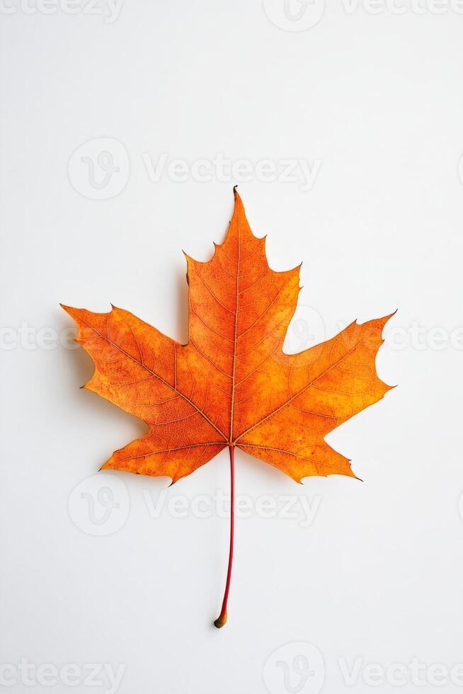 Close-up of a bright orange maple leaf on a white background, showcasing autumn's vibrant colors and natural beauty. photo