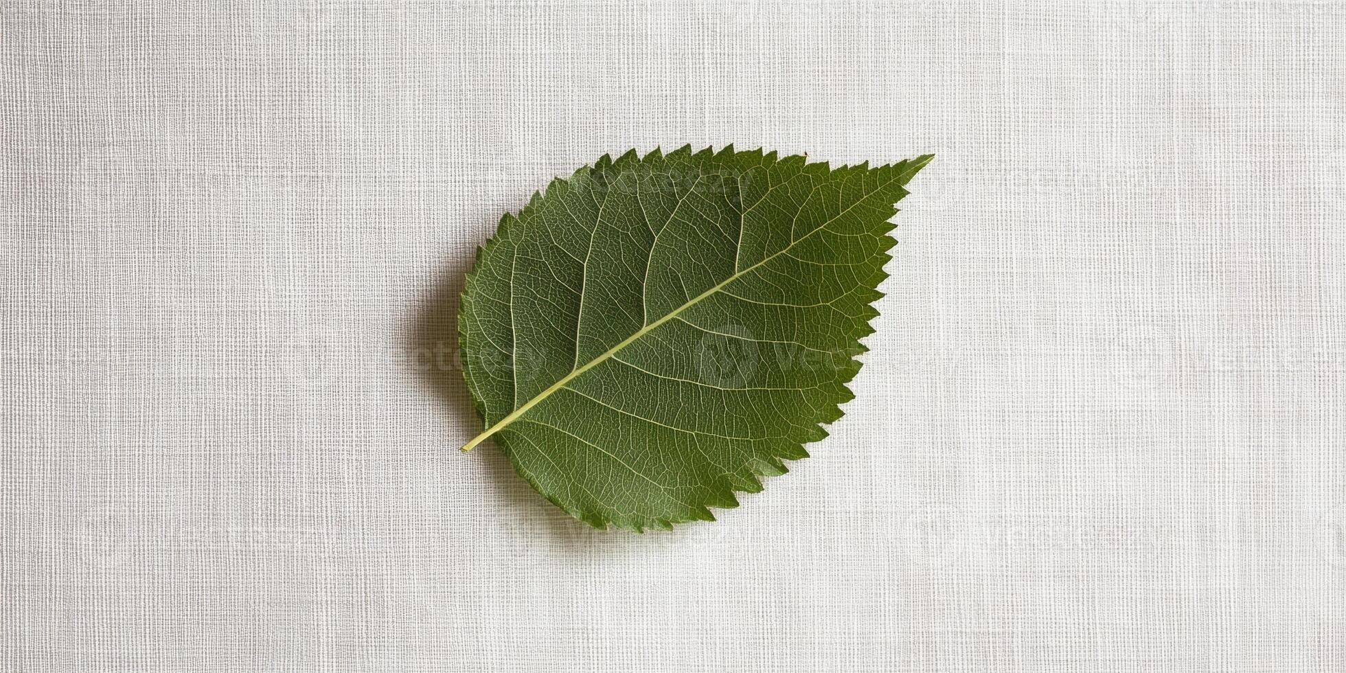 Close-up of a Single Green Leaf on White Fabric Background, Nature Photography, Botanical Details, Minimalist Design photo