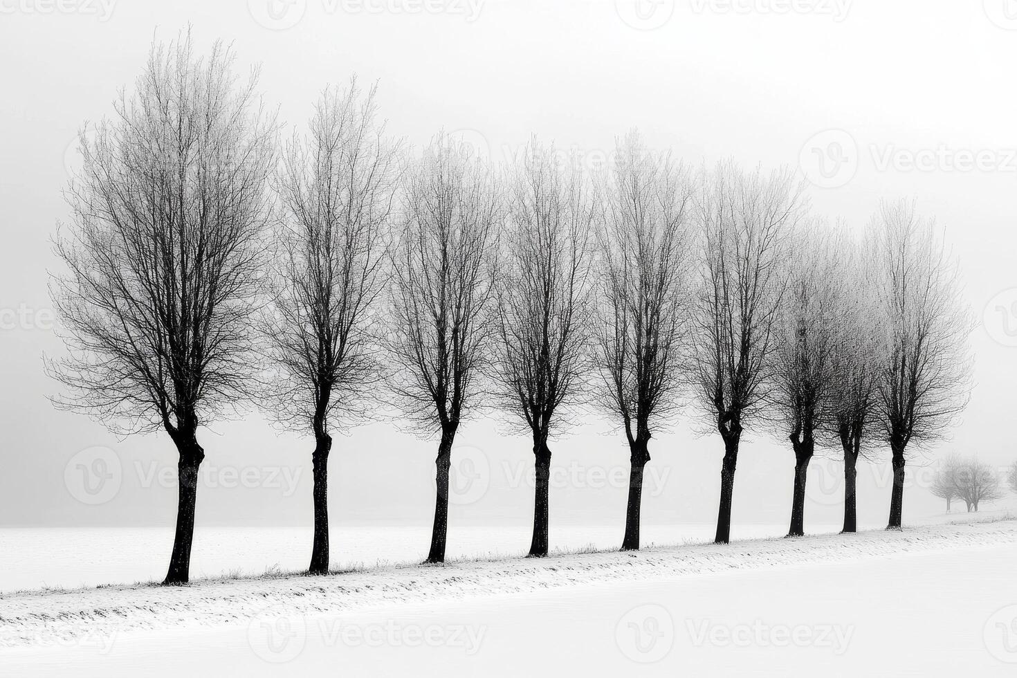 Winter Trees in a Row - A Peaceful Winter Landscape photo