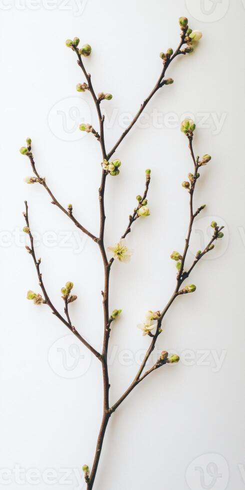 Delicate Spring Branch with Buds and Blossoms photo