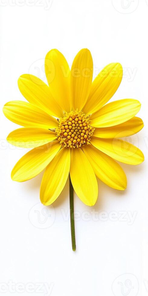 Radiant Yellow Flower Blossom photo