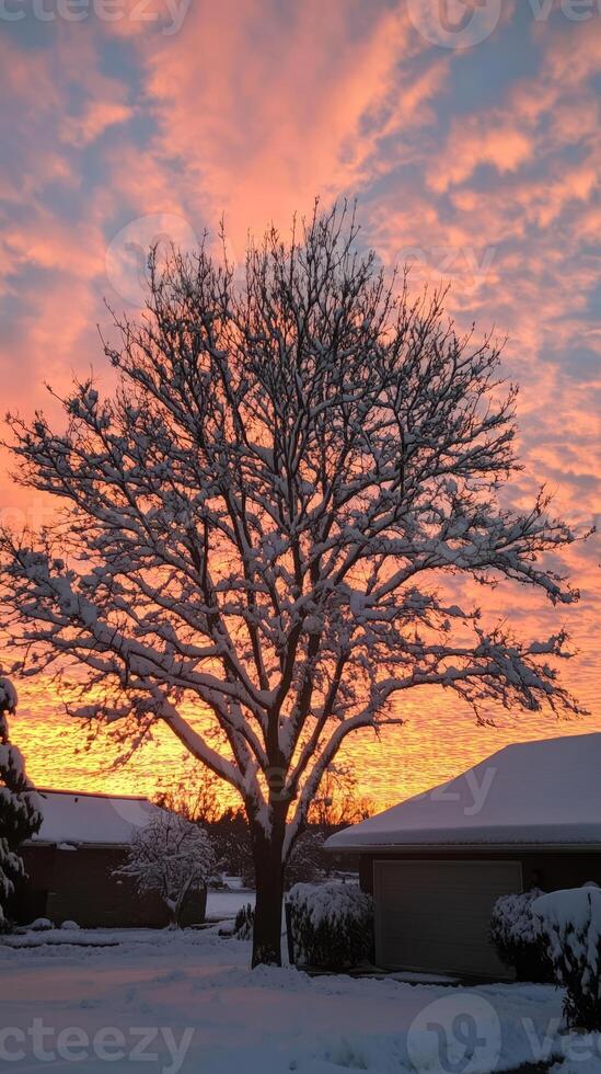 Tree covered in snow with a beautiful orange sky in the background. The sky is filled with clouds photo