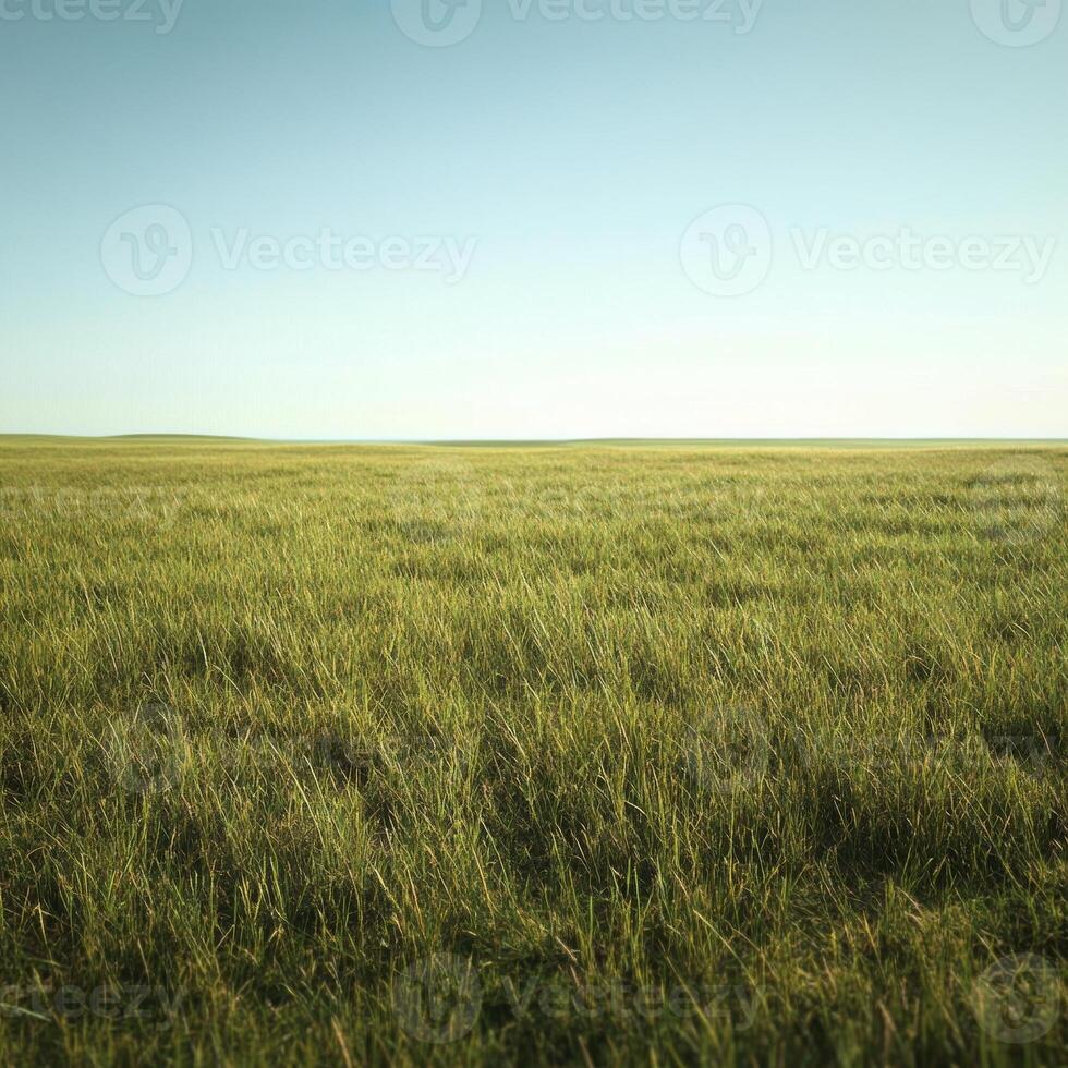 Vast Green Meadow Under a Clear Sky photo