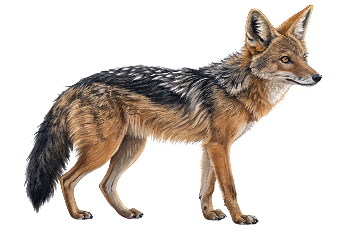 A realistic depiction of a coyote with sharp features and intricate fur details. Its focused stance conveys alertness and strength in the wild png