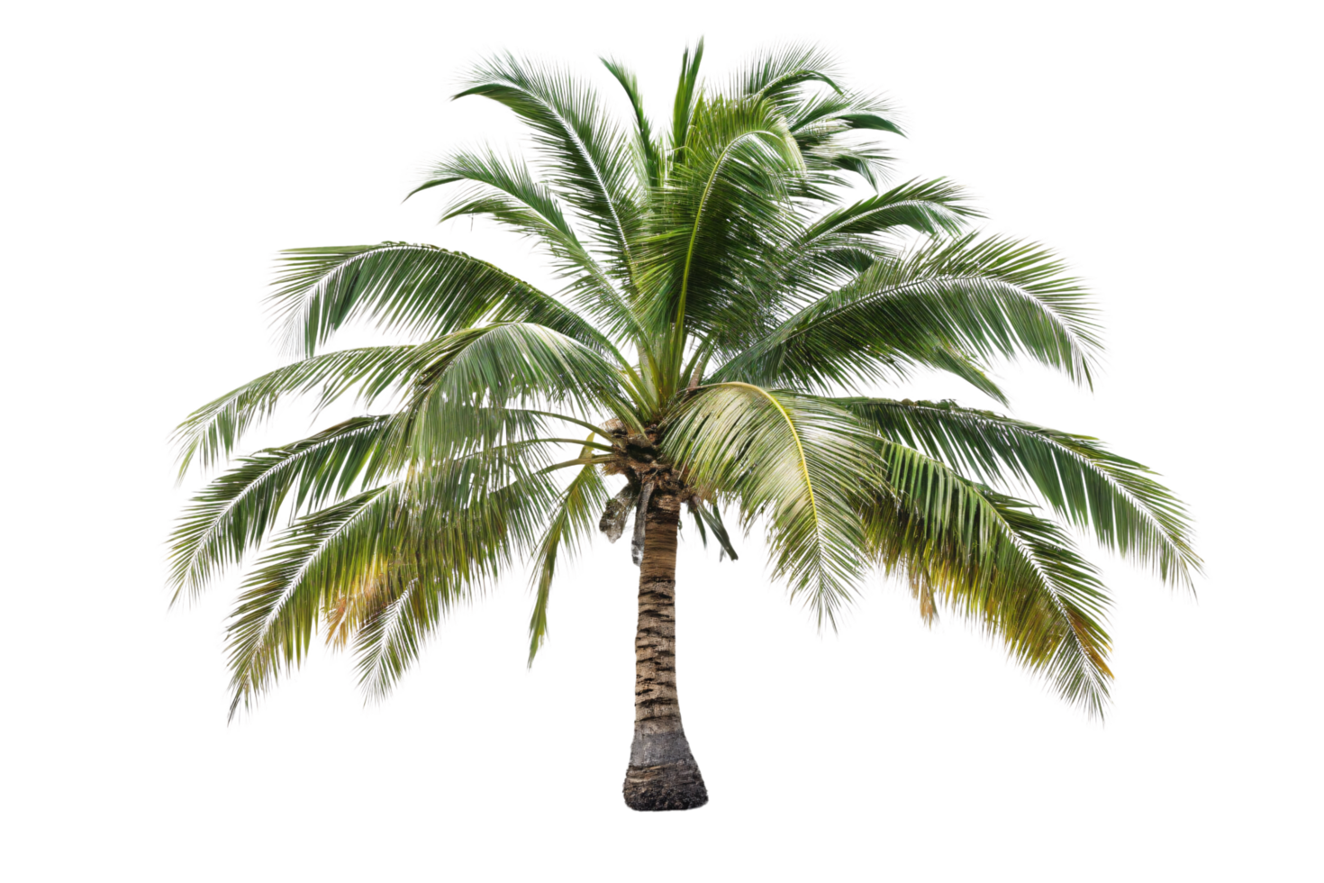 A leaning coconut palm tree with cascading fronds, its curved trunk signifying an iconic tropical vibe of tranquility and beauty png