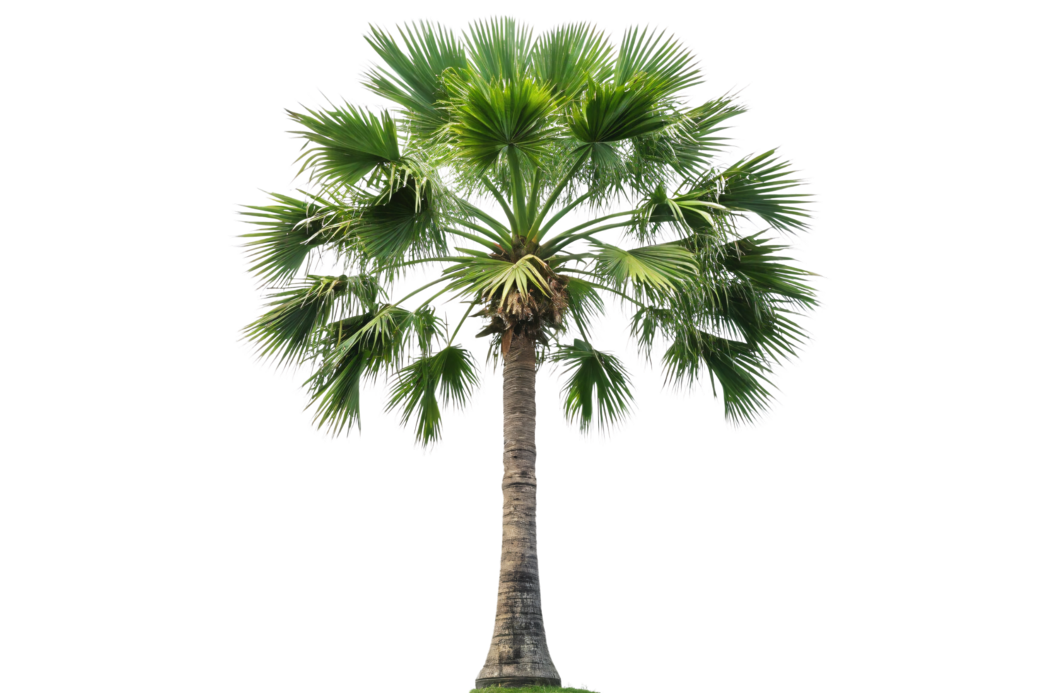 A palm tree rooted atop a green grassy hill, its fan-like fronds adding contrast against the open and simplistic scenery png