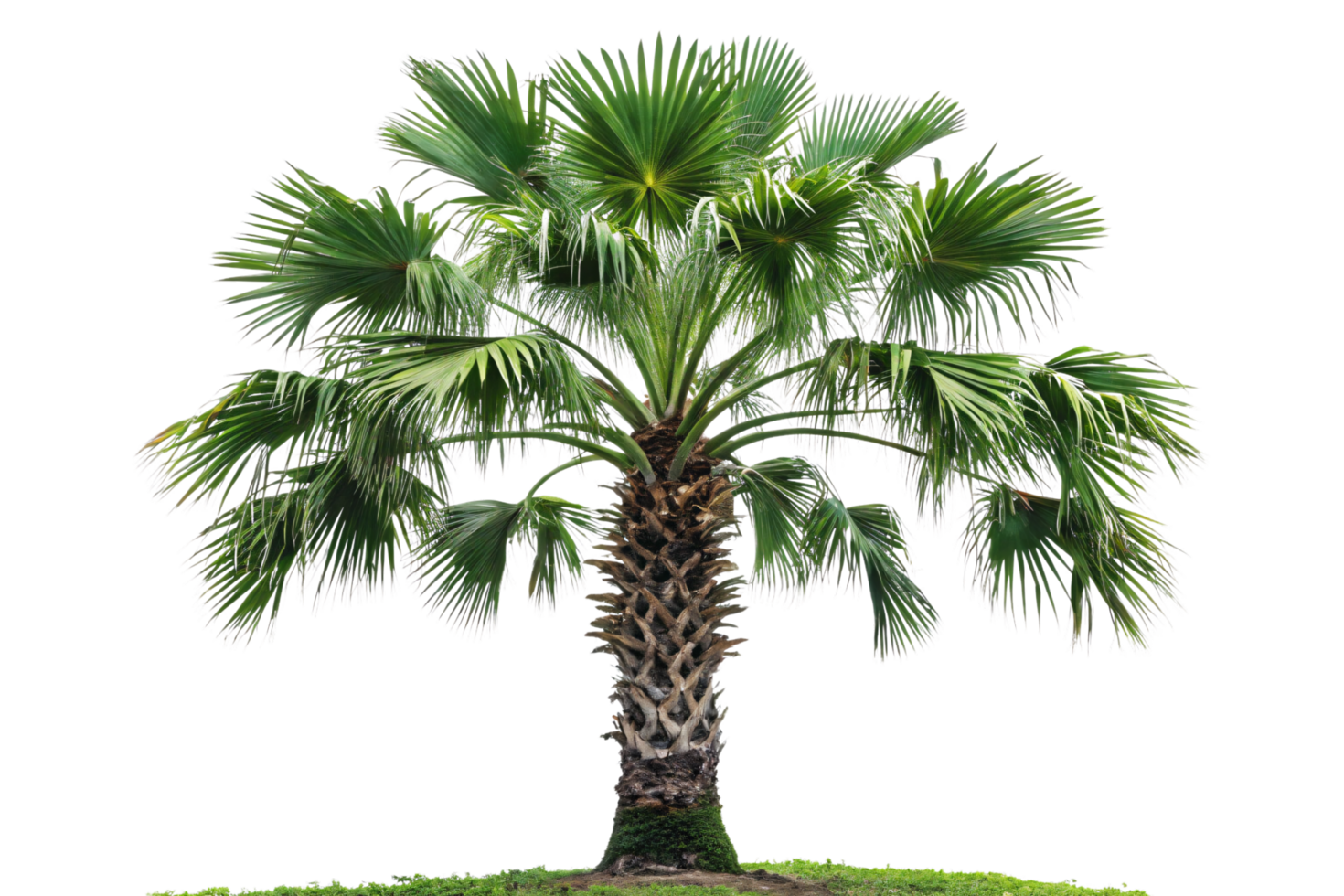 A compact palm tree with spiked fan leaves, sturdy trunk, and green foliage, showcasing resilience and tropical charm png