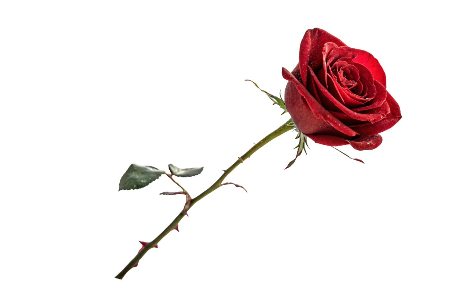 A side view of a rose, its deep red petals in full bloom, showcasing natural elegance and beauty png
