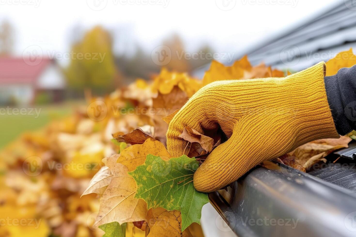 Hand Removing Autumn Leaves from Rain Gutter photo