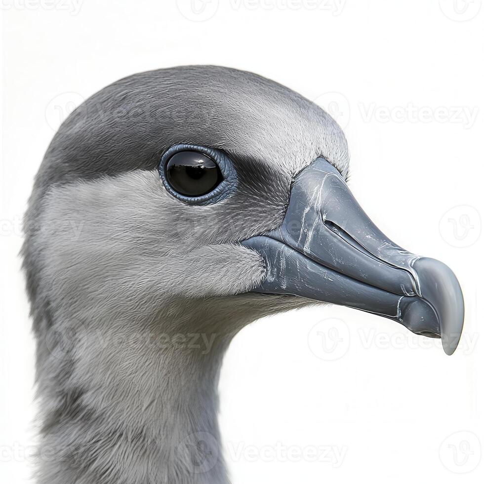 Gray Seabird Profile Closeup Against White Background photo