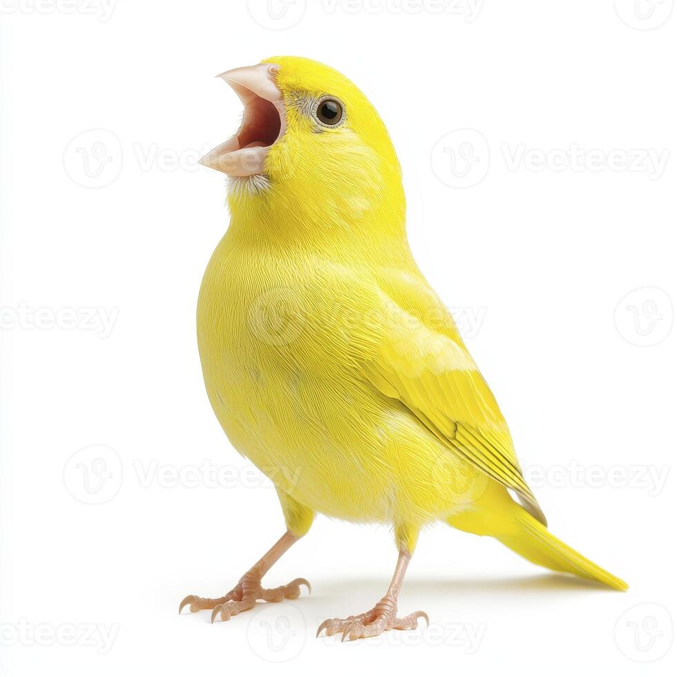 Yellow Canary Singing Against White Background photo
