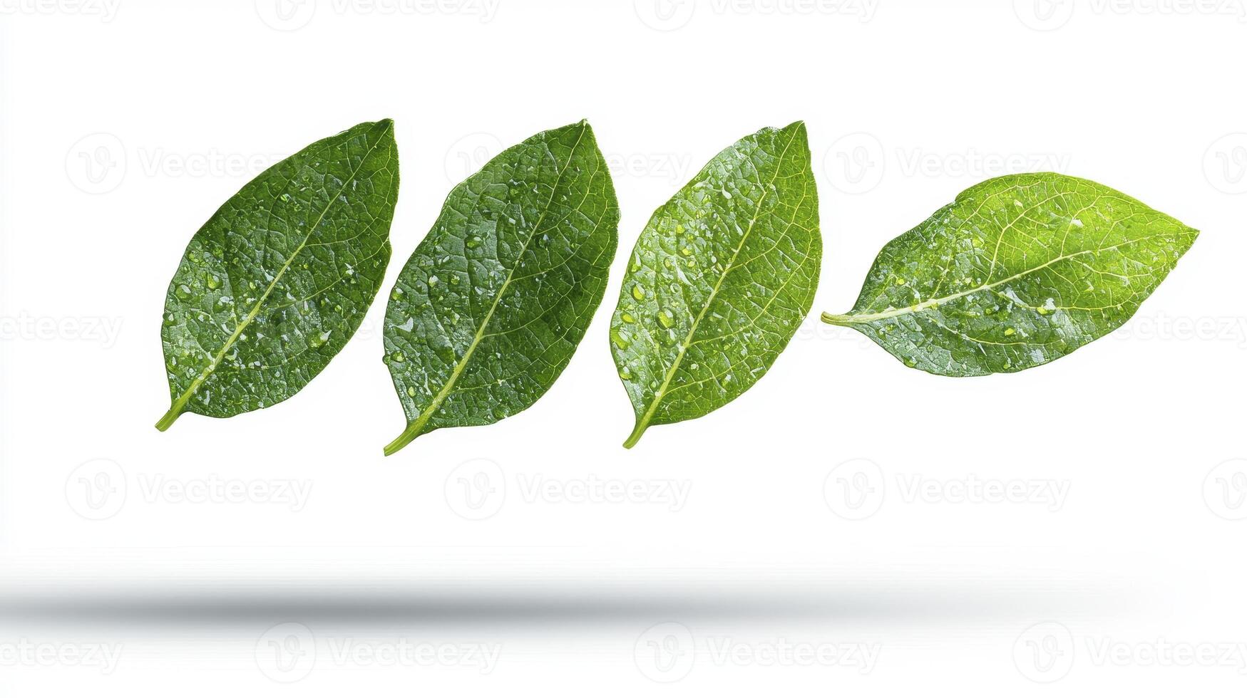 Discover the serene beauty of nature with this captivating image showcasing four vibrant green leaves, each glistening with delicate water droplets, evoking a sense of freshness and tranquility photo