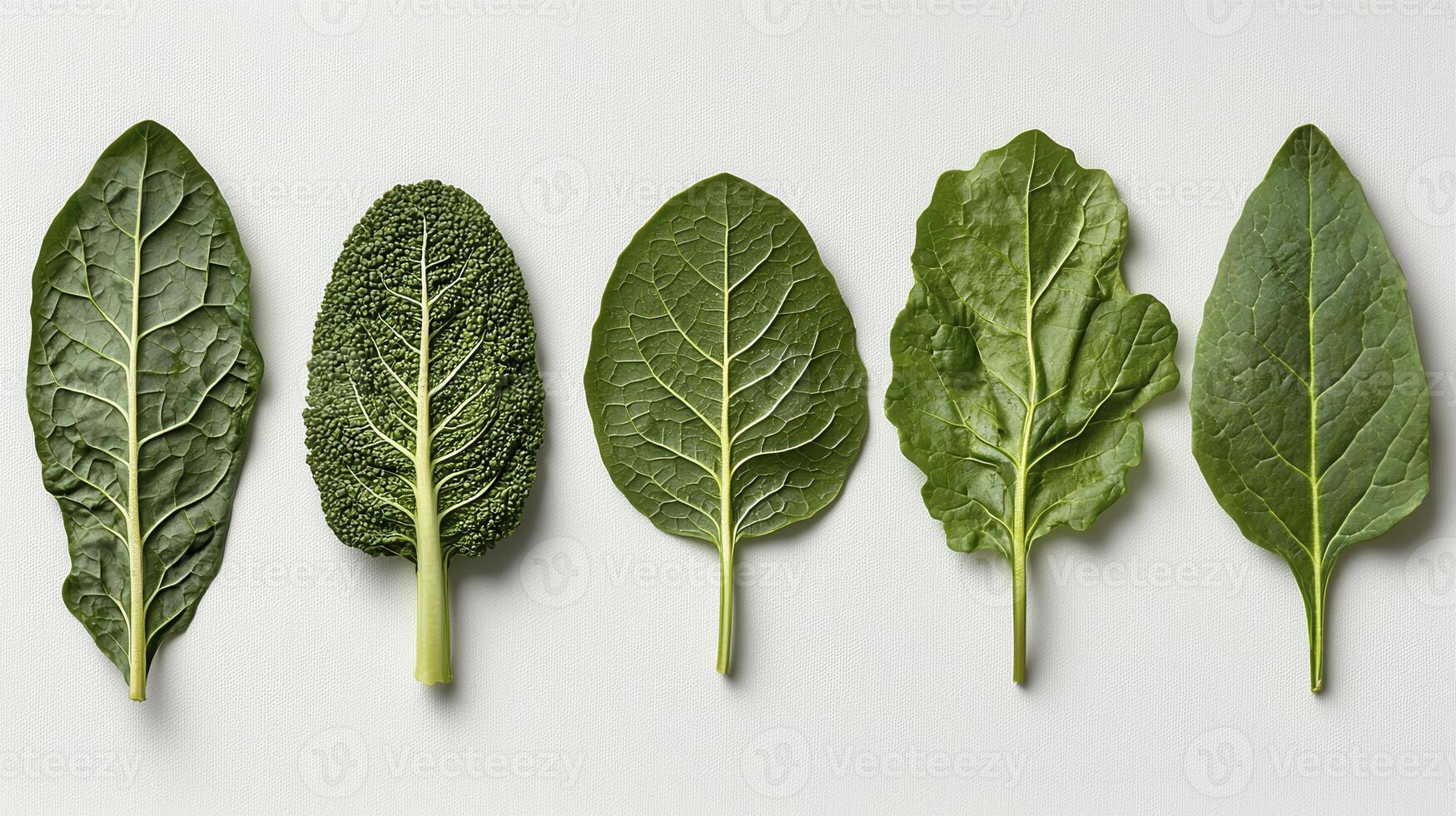 Explore a captivating array of diverse green leaves showcasing the beauty of nature's intricate designs, from the delicate veins to the varied textures, each leaf tells a unique story of growth and photo