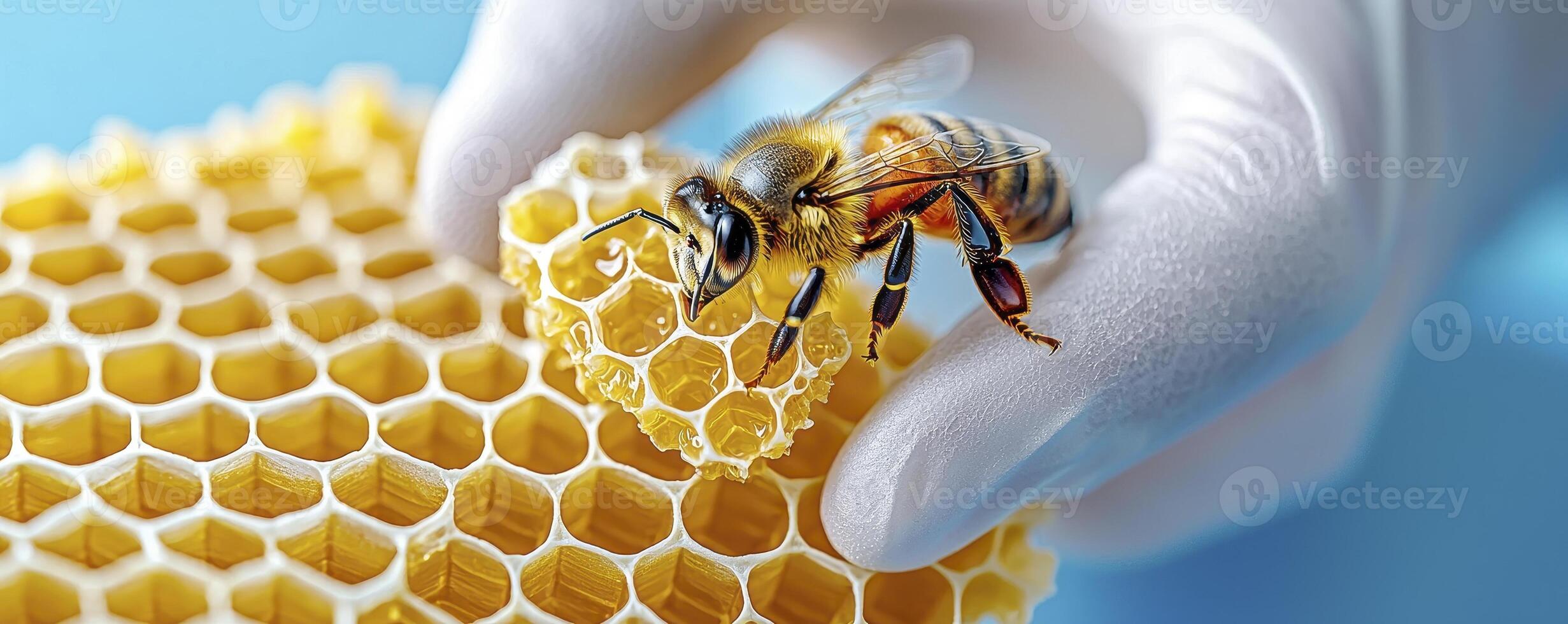 Close-up Macro Image of a Honeybee Inspecting Honeycomb Held by a Gloved Hand Exploring the Intricate World of Apiculture, Beekeeping, and the Production of Natural Sweeteners Capture the Beauty and photo