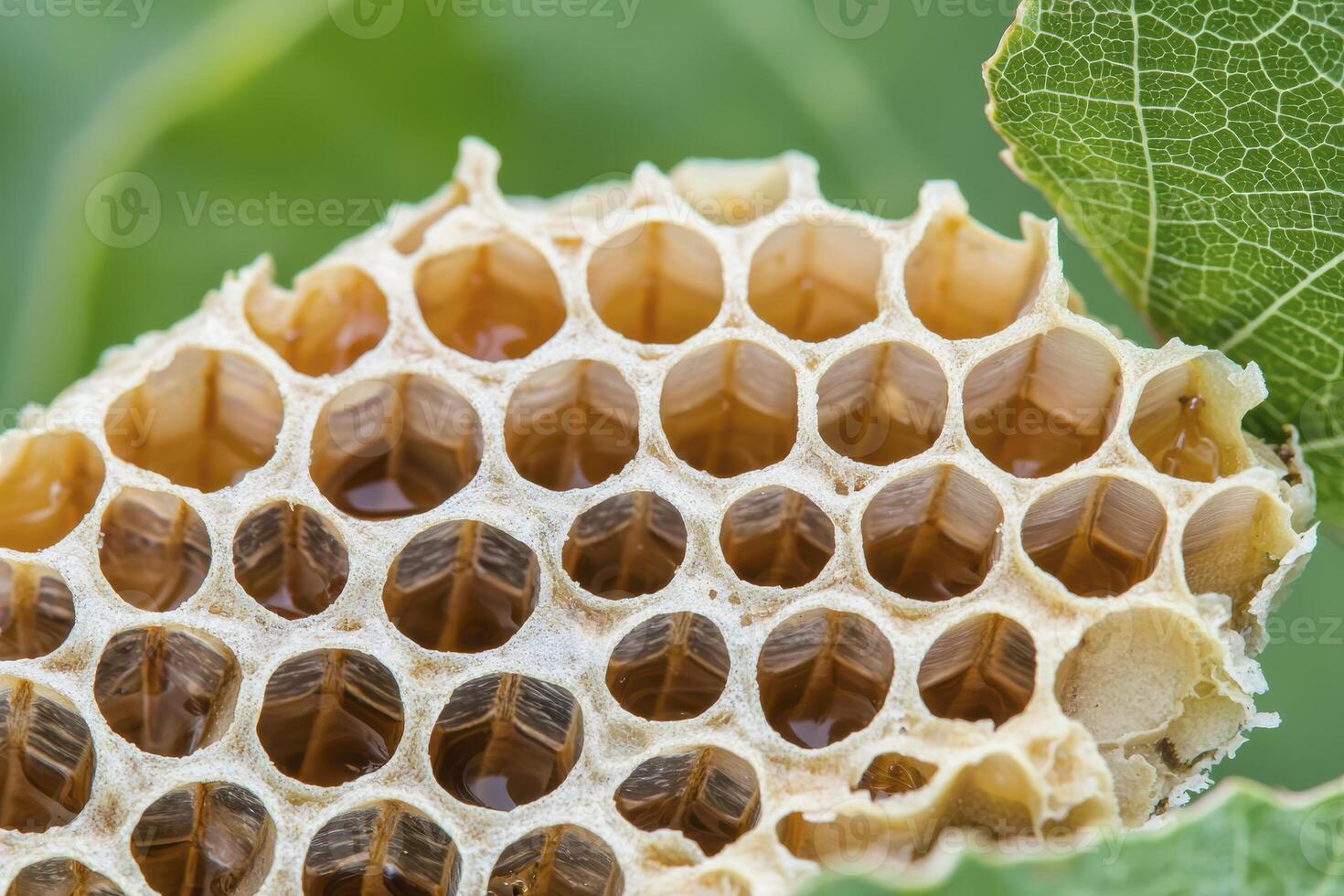 Discover the mesmerizing world of nature's geometry with this captivating close-up image of a honeycomb, showcasing the intricate hexagonal cells crafted by bees, revealing the perfect blend of photo