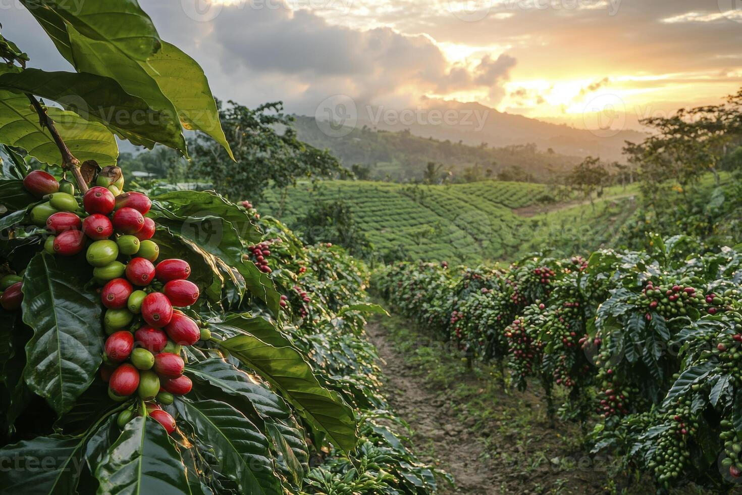 Nestled amidst rolling hills, a vibrant coffee plantation thrives, powered by the sun's embrace Solar panels gleam, capturing energy for eco-friendly processing, a testament to sustainable practices photo