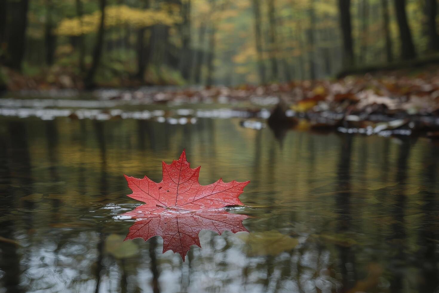 A serene forest stream reflects the autumnal hues, carrying a single, vibrant red maple leaf downstream The gentle flow creates a mirror-like surface, amplifying the forest's quiet beauty Sunlight photo
