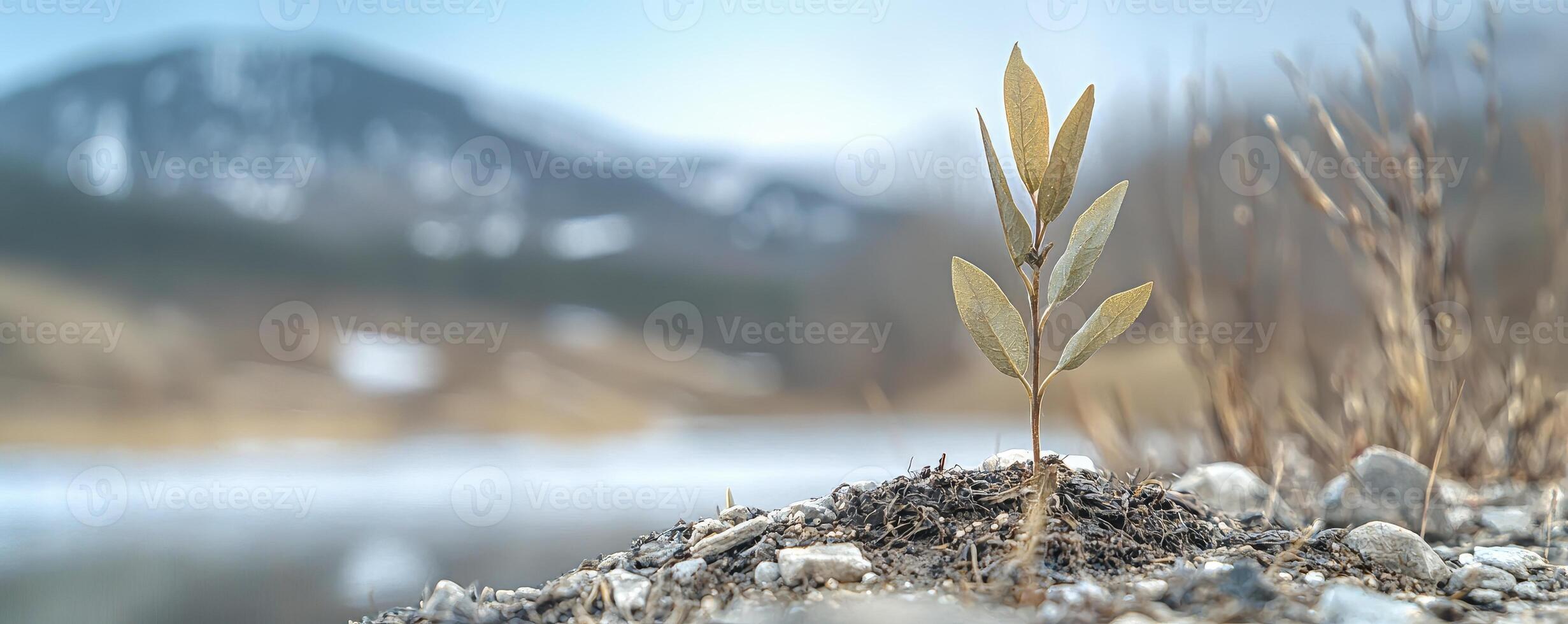 In a barren landscape, scarred by dryness and desolation, a solitary seedling emerges, a beacon of hope against the odds It stands defiant, its fragile stem reaching towards the heavens, a testament photo