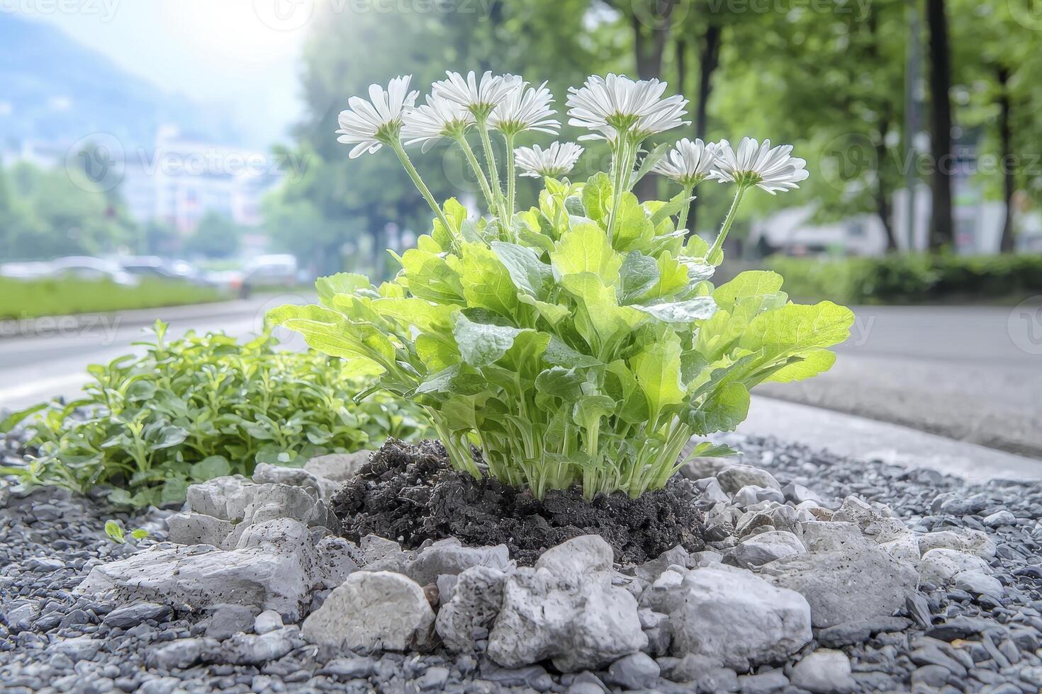 In a concrete jungle where survival seems improbable, a fragile shoot bravely emerges, defying the harsh conditions and lack of moisture This tiny speck of green embodies resilience, hope, and the photo